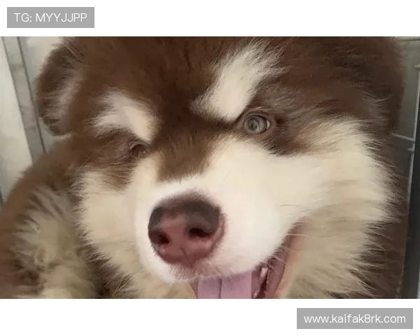 牛牛的成长历程揭秘从幼崽到成年的每一步